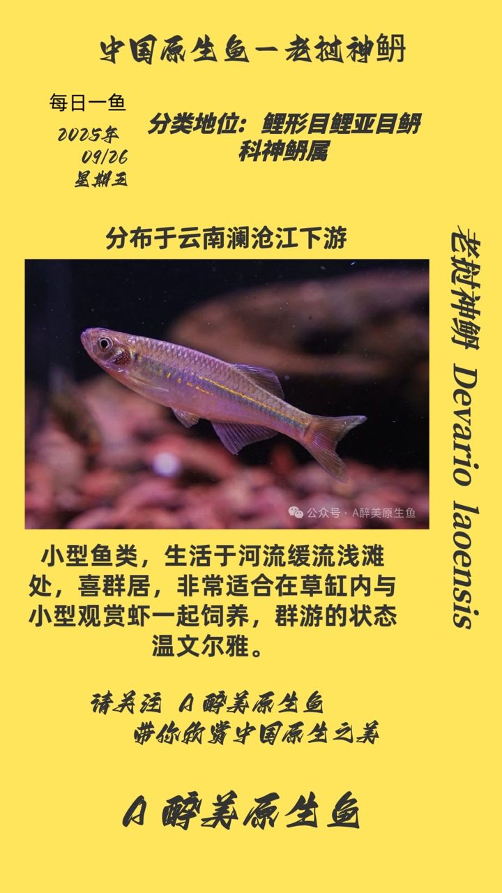 老撾神丹（老撾神丹的主要功效） 老撾神丹（老撾神丹的主要功效） 龍魚論壇