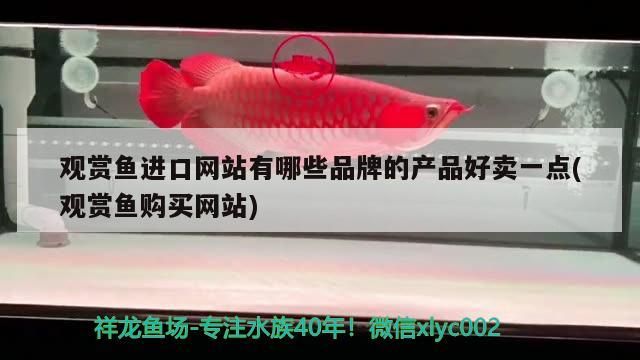 觀賞魚進口網站有哪些品牌的產品好賣一點(觀賞魚購買網站)（觀賞魚進口網站、觀賞魚進口網站有哪些品牌的產品好賣一點的介紹） 觀賞魚進口網站有哪些品牌的產品好賣一點(觀賞魚購買網站)（觀賞魚進口網站、觀賞魚進口網站有哪些品牌的產品好賣一點的介紹） 觀賞魚百科 第1張