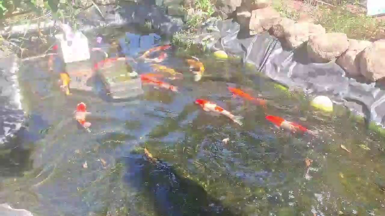 玩錦鯉的最高境界（玩錦鯉的最高境界不僅僅是技術上的精湛，更是對自然和諧共存） 玩錦鯉的最高境界（玩錦鯉的最高境界不僅僅是技術上的精湛，更是對自然和諧共存） 龍魚論壇