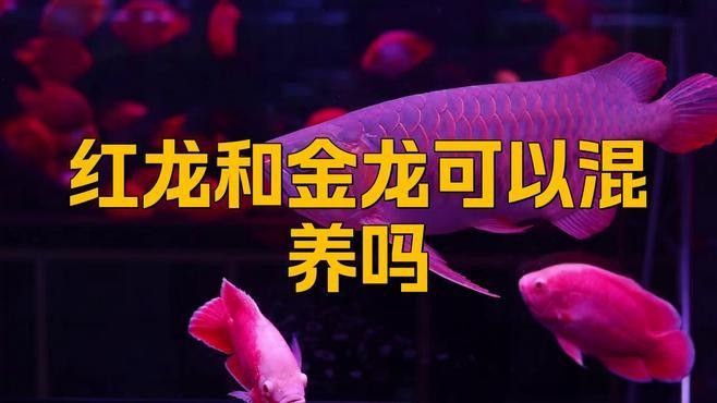 金龍魚和紅龍魚混養需要多大的魚缸？（龍魚和紅龍魚可以混養嗎）