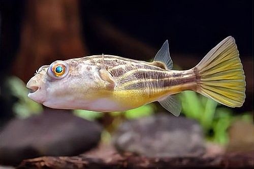 斑馬狗頭魚(yú)的最佳混養(yǎng)環(huán)境設(shè)置