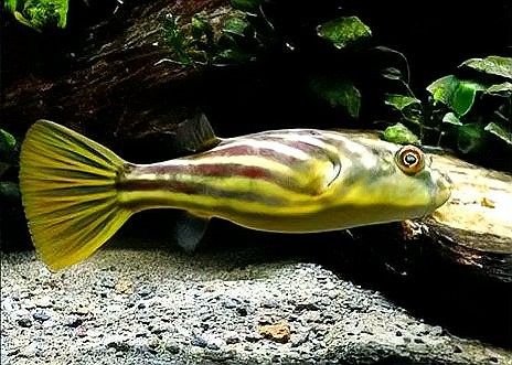 云浮水族器材濾材，以及過濾器材料布置對應的相關信息，云浮水族器材濾材布置