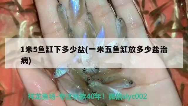 1米5魚缸下多少鹽(一米五魚缸放多少鹽治病)（1米5魚缸放多少鹽治病、1米5魚缸下多少鹽）