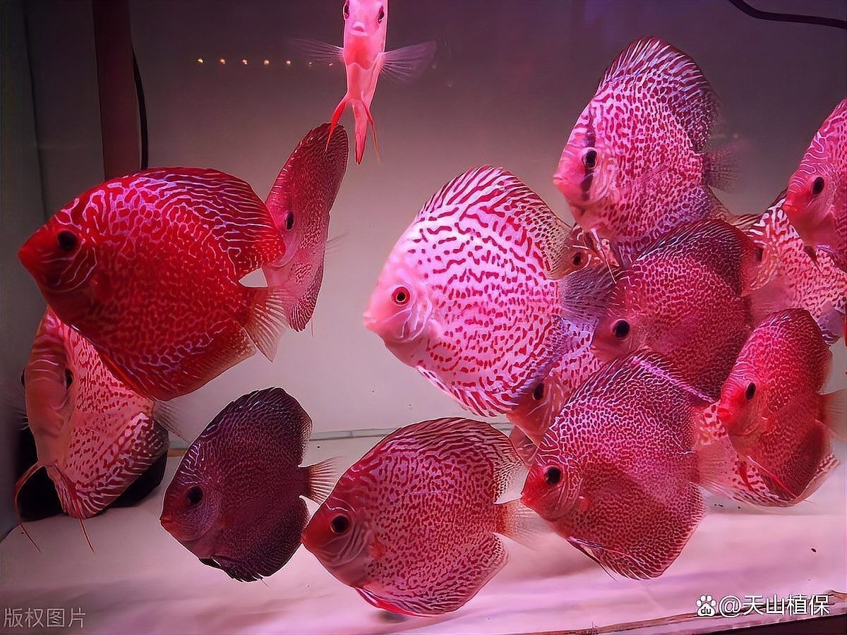 如何給龍魚和七彩提供良好的水質（七彩神仙魚的養殖方法和注意事項七彩神仙魚的養殖方法）
