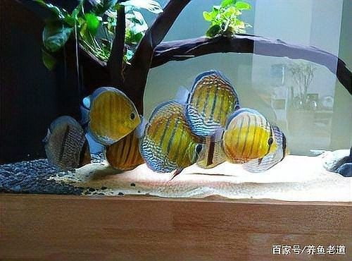如何給龍魚和七彩提供良好的水質（七彩神仙魚的養殖方法和注意事項七彩神仙魚的養殖方法）