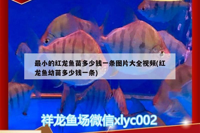 最小的紅龍魚苗多少錢一條圖片大全視頻(紅龍魚幼苗多少錢一條)（最小的紅龍魚苗多少錢一條）