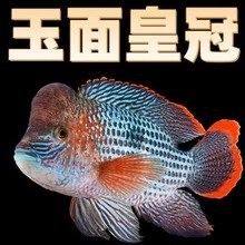 深圳哪個市場紅龍魚品種最多（深圳華強北電子市場、蛇口漁人碼頭和東門老街是一個歷史悠久的市場）