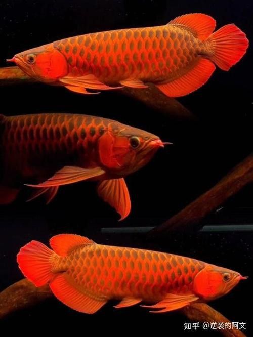 推薦一些高清的龍魚魚缸壁紙