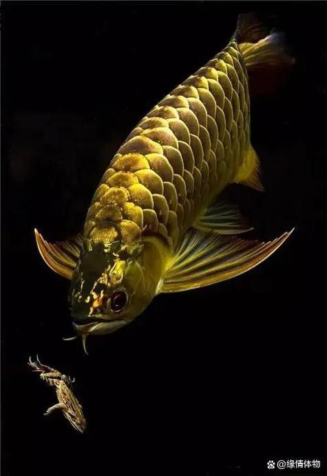 推薦一些高清的龍魚魚缸壁紙