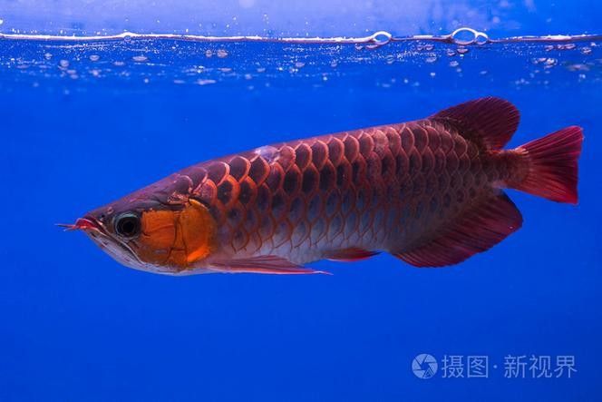 新鄉哪個水族館龍魚好？祥龍魚場龍魚（新鄉市祥龍魚場）
