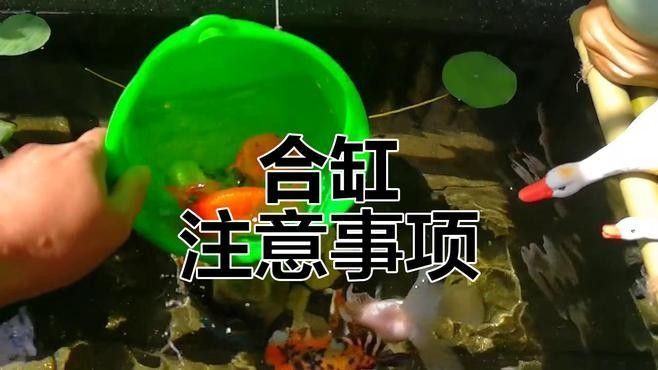 混養時如何保持水質 混養時如何保持水質 龍魚百科 第3張