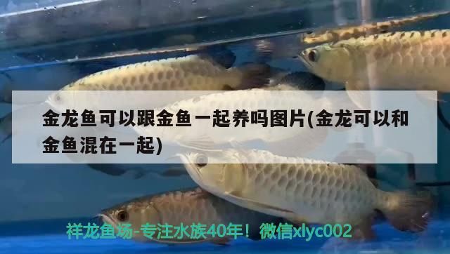 金龍魚可以跟金魚一起養嗎圖片(金龍可以和金魚混在一起)（金龍魚可以跟金魚一起養嗎） 金龍魚可以跟金魚一起養嗎圖片(金龍可以和金魚混在一起)（金龍魚可以跟金魚一起養嗎） 觀賞魚百科