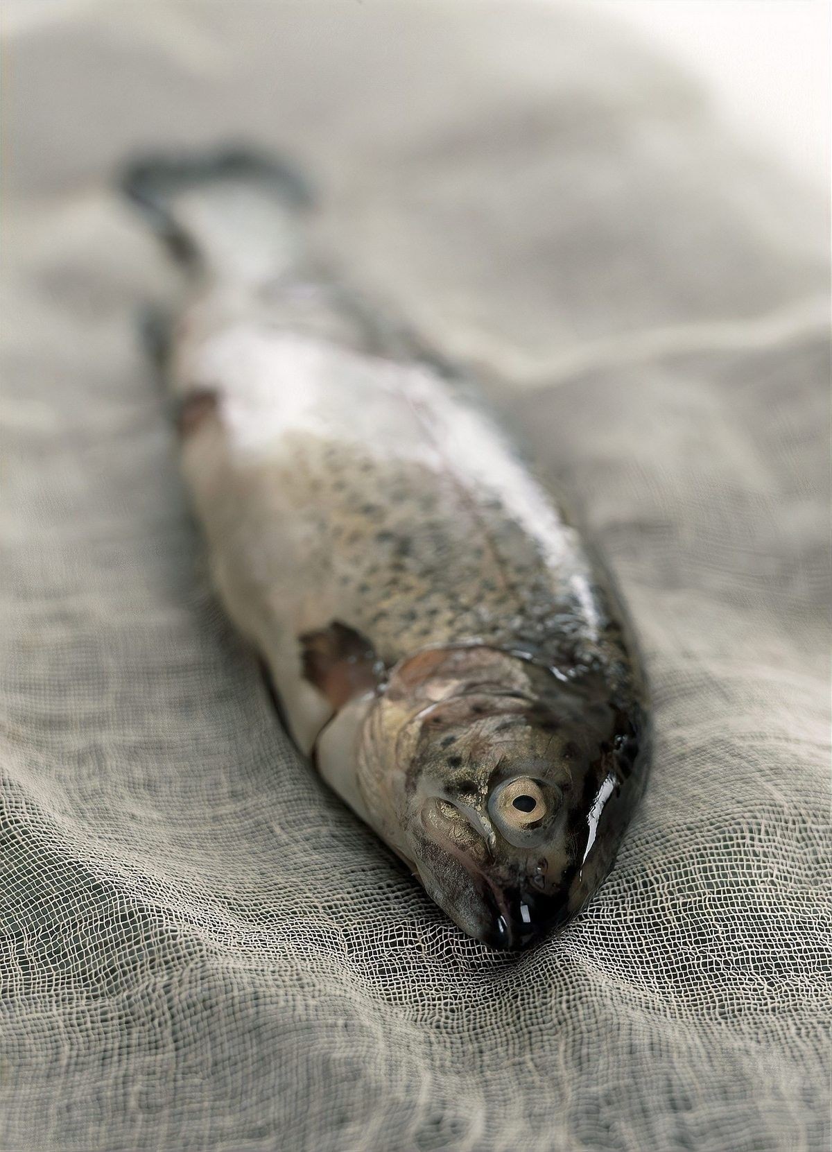 龍魚浮背如何治療（如何治療龍魚浮背）