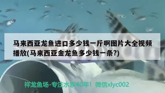 馬來西亞龍魚進口多少錢一斤啊圖片大全視頻播放(馬來西亞金龍魚多少錢一條?)（馬來西亞龍魚的價格） 馬來西亞龍魚進口多少錢一斤啊圖片大全視頻播放(馬來西亞金龍魚多少錢一條?)（馬來西亞龍魚的價格） 觀賞魚百科