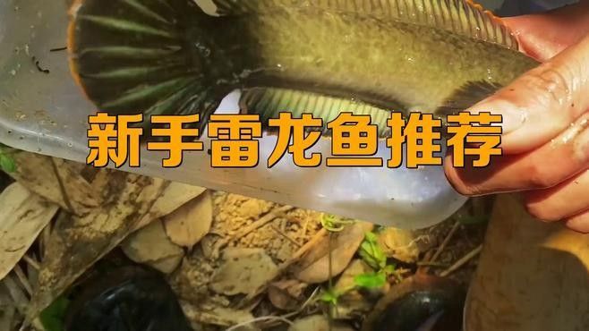 哪種龍魚更適合新手飼養？（新手必看！適合養雷龍魚的品種選擇與注意事項）
