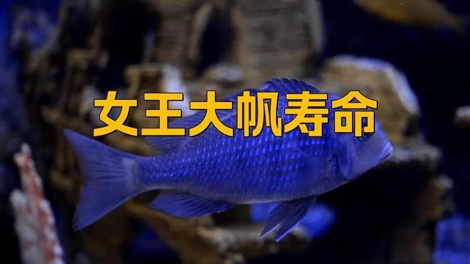 女王大帆的壽命有多長？（女王大帆的壽命有多長）