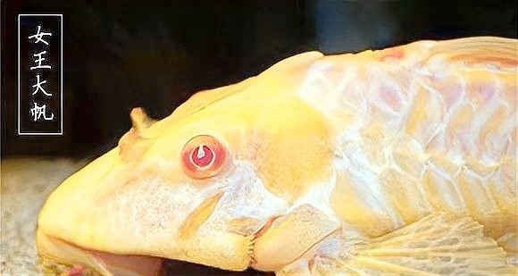 女王大帆的壽命有多長？（女王大帆的壽命有多長）