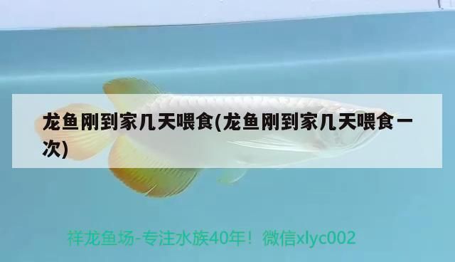 龍魚剛到家幾天喂食(龍魚剛到家幾天喂食一次)（關于龍魚剛到家幾天喂食的介紹）
