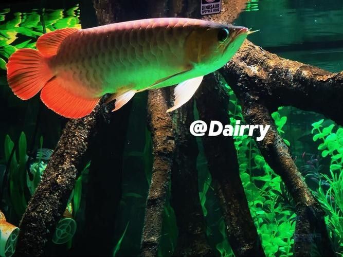 如何加速紅龍魚的上色過程（紅龍魚發(fā)色過程加速紅龍魚發(fā)色過程）