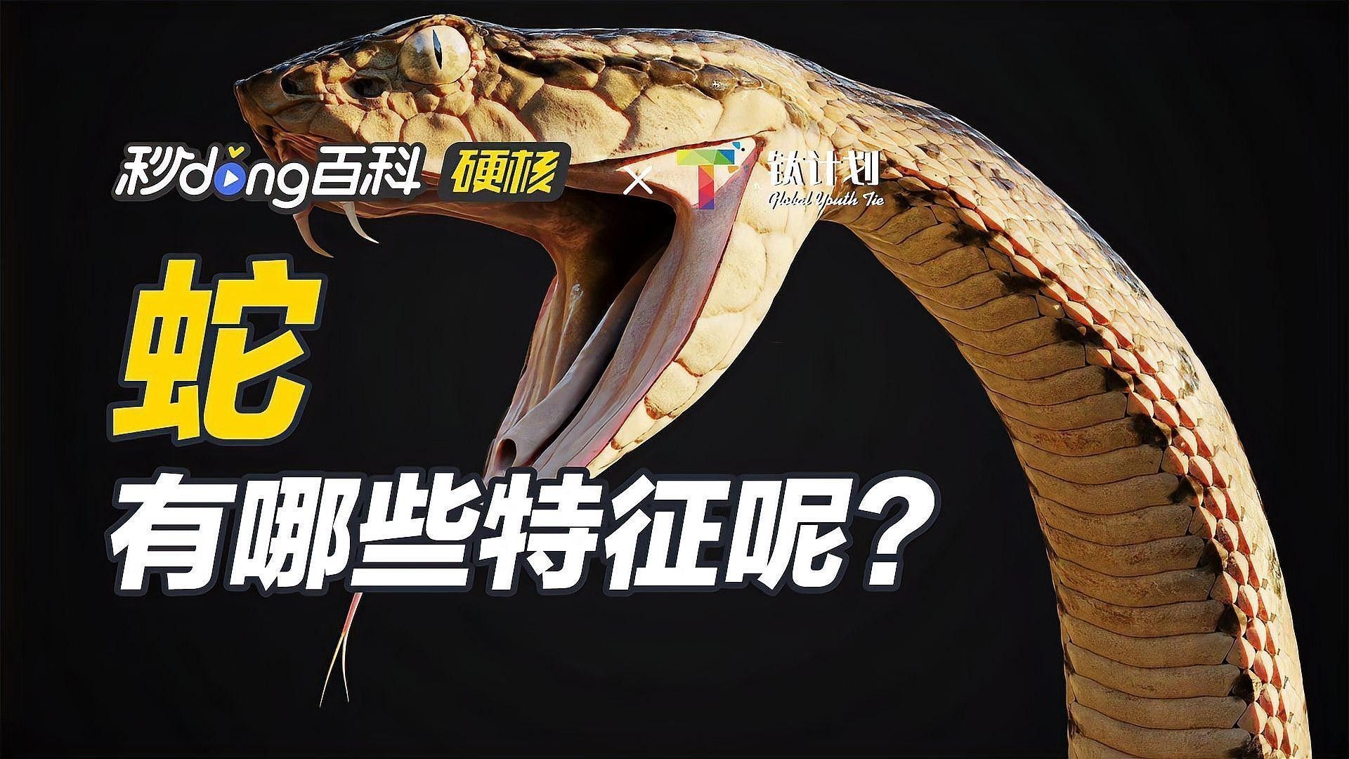 如何區分土龍魚和蛇（土龍魚與蛇的區別）