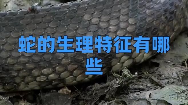 如何區分土龍魚和蛇（土龍魚與蛇的區別）