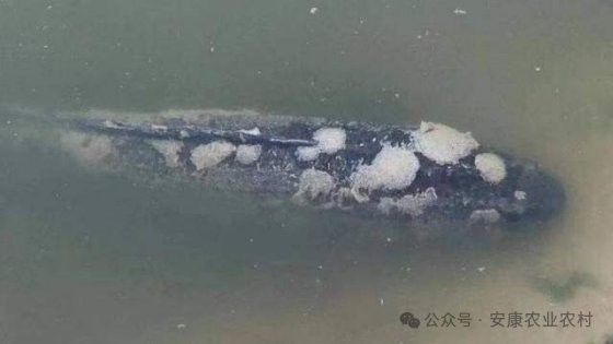 龍魚真菌感染會自愈嗎？（龍魚得了水霉病怎么治療最有效）