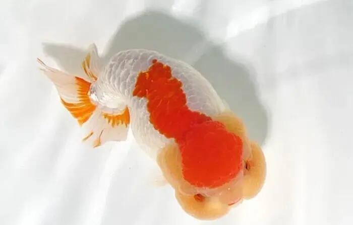 能否提供皋蘭龍魚的繁殖視頻，如何為皋蘭龍魚進行有效的繁殖