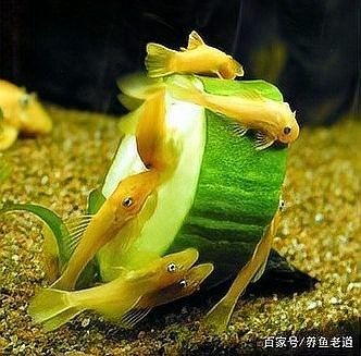 停食期間多久換一次水合適（停食期間換水需要注意什么，）