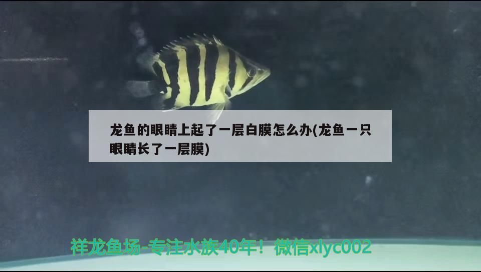 龍魚干蝦有營養嗎 龍魚的眼睛上起了一層白膜怎么辦(龍魚一只眼睛長了一層膜) 觀賞魚百科 龍魚的眼睛上起了一層白膜怎么辦(龍魚一只眼睛長了一層膜) 龍魚的眼睛上起了一層白膜怎么辦(龍魚一只眼睛長了一層膜) 觀賞魚百科