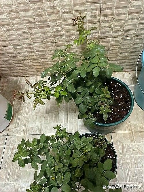 紅龍月季換盆后多久恢復生長（紅龍月季換盆后多久恢復生長時間因素而異）