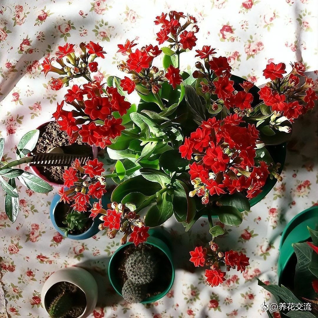 紅龍月季換盆后多久恢復生長（紅龍月季換盆后多久恢復生長時間因素而異）