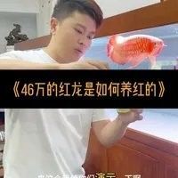 龍魚發(fā)色增艷劑多久見效？（養(yǎng)紅龍魚發(fā)色出狀態(tài)攻略養(yǎng)紅龍魚發(fā)色出狀態(tài)攻略） 龍魚發(fā)色增艷劑多久見效？（養(yǎng)紅龍魚發(fā)色出狀態(tài)攻略養(yǎng)紅龍魚發(fā)色出狀態(tài)攻略） 龍魚百科 第7張