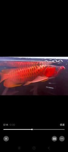 高清紅龍圖片哪里可以免費獲取？（免費獲取紅龍圖片的方法）