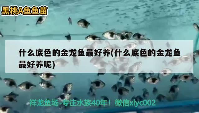什么底色的金龍魚最好養(什么底色的金龍魚最好養呢)（什么底色的金龍魚最好養）