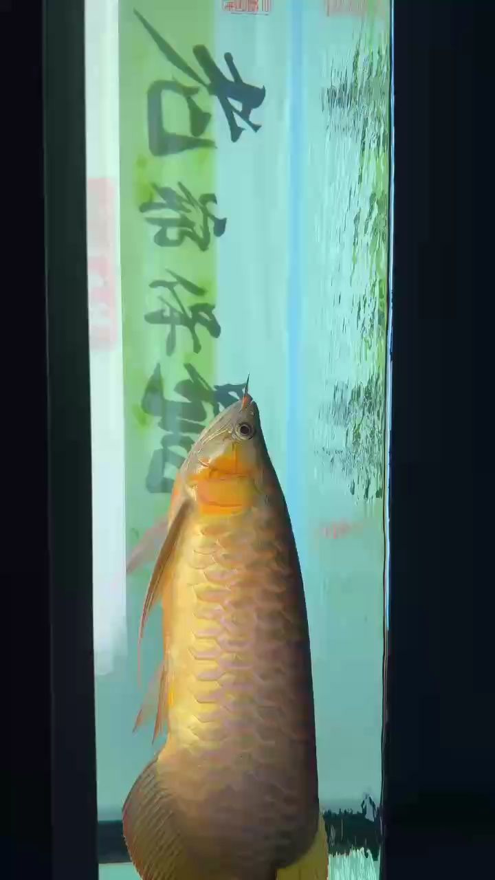 吾家有紅龍（吾家有紅龍，文化象征） 吾家有紅龍（吾家有紅龍，文化象征） 龍魚論壇