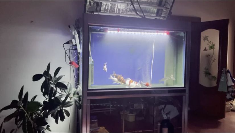 老缸養炮（老缸養炮是一種傳統的中國釀酒工藝）