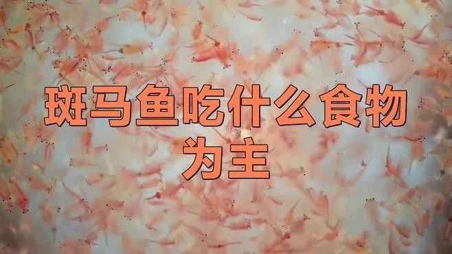 斑馬魚的食物有哪些