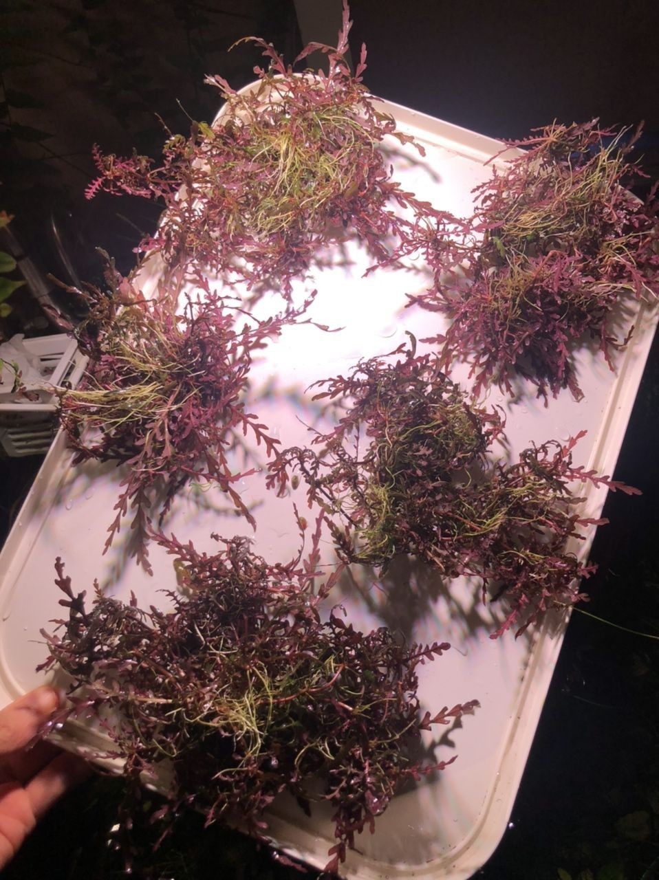 出水草一堆