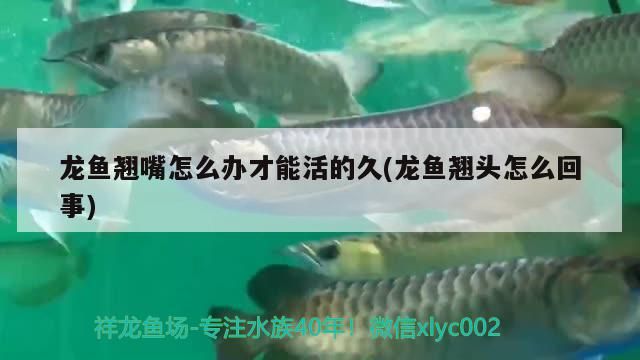 龍魚翹嘴怎么辦才能活的久(龍魚翹頭怎么回事)