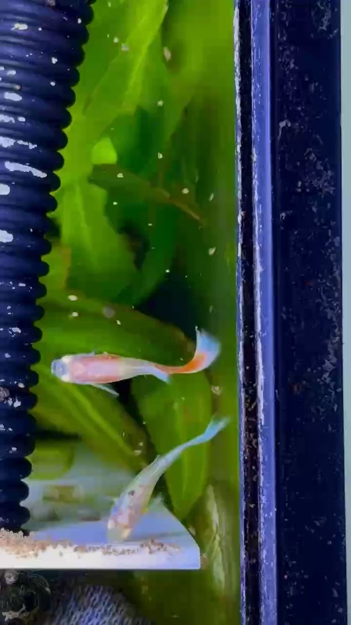 今年的夏天 今年的夏天 龍魚論壇