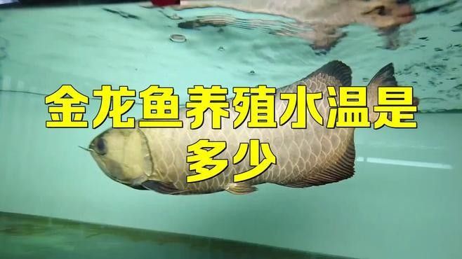 如何為金龍魚創造適宜的水溫環境（為金龍魚創造適宜的水溫環境）