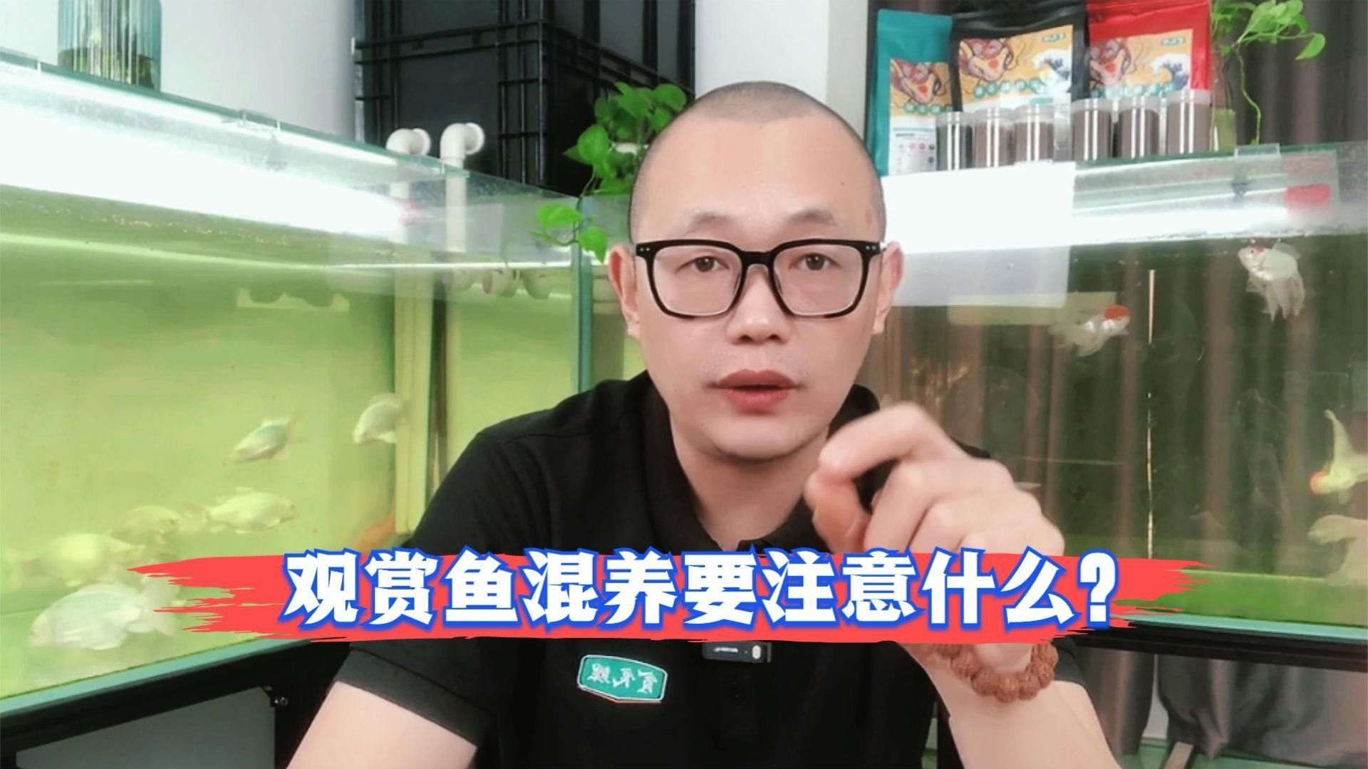 混養時如何確保象鼻魚的安全（象鼻魚在混養環境中的安全與健康象鼻魚的安全與健康）