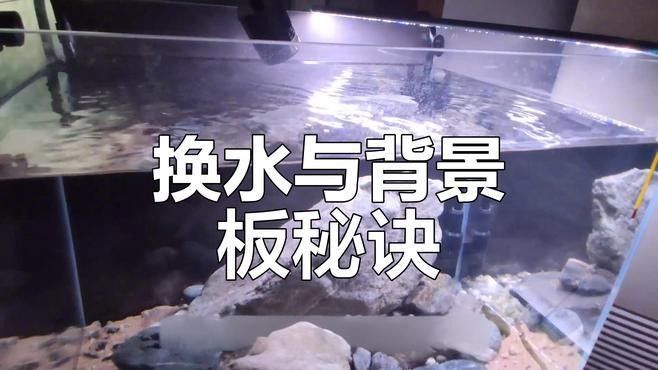 如何固定魚缸背景板 如何固定魚缸背景板 龍魚百科 第1張