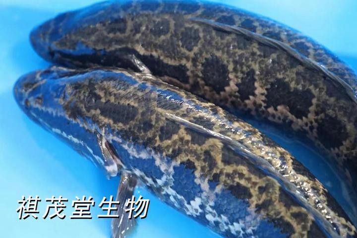 龍魚黑鱗克星有哪些副作用（新說聽，龍魚黑鱗克星需要使用多久？）