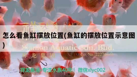 怎么看魚缸擺放位置(魚缸的擺放位置示意圖) 怎么看魚缸擺放位置(魚缸的擺放位置示意圖) 觀賞魚百科