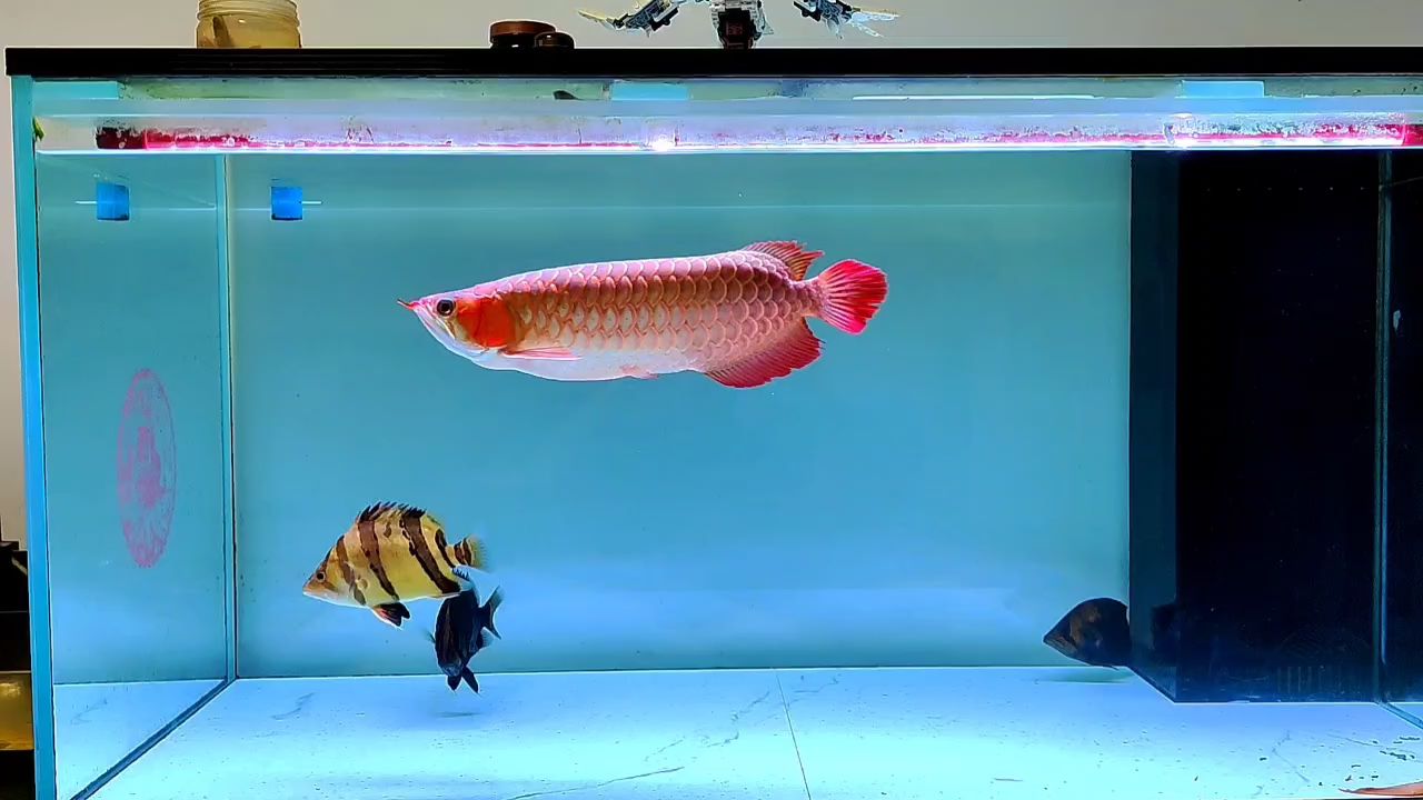 通貨紅龍魚