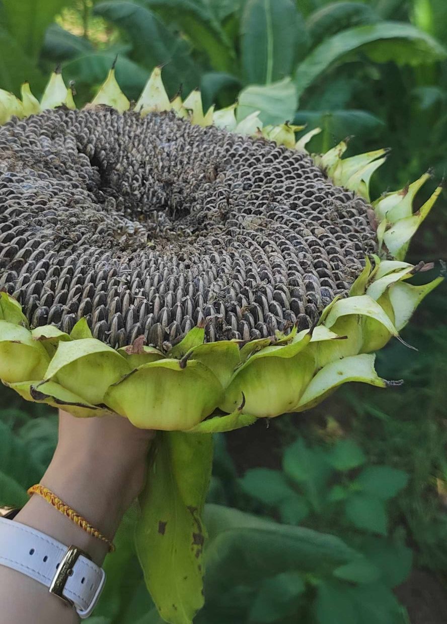 香瓜子自由（瓜子自由：探索瓜子的種植與消費(fèi)）