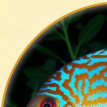 龍魚拉白便的原因有哪些？