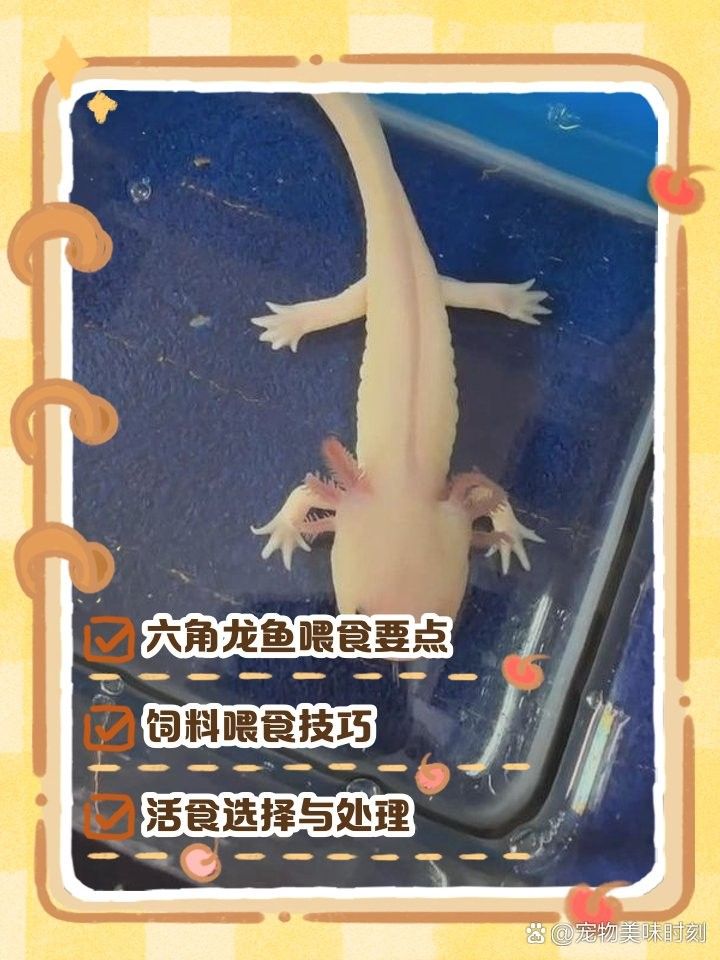 龍魚吃飼料時(shí)需要泡軟嗎