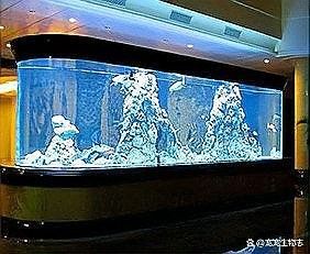 混養龍魚和鯊魚需要多大的魚缸（養龍魚和鯊魚的魚缸大小取決于多種因素）